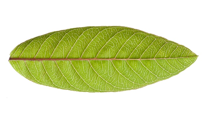 guava leaves benefits for hair and how to use guava leaves for hair growth