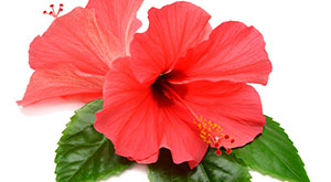 Hibiscus Mask to Control Hair Fall and Hair Growth