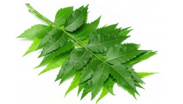 Amazing Beauty Benefits With Neem For Skin and Hair