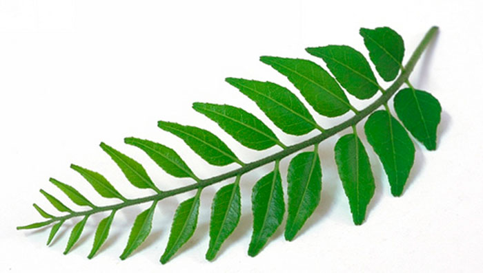 Curry Leaves For Hair - 4 Amazing Benefits Of Curry Leaves For Hair -  MyBeautyNaturally