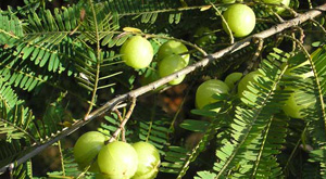 Benefits Of Amla For Hair and Skin