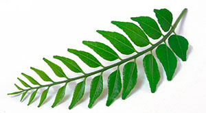 Benefits of Curry Leaves for Hair