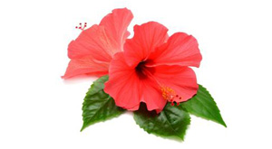 Benefits of Hibiscus Flower for Hair