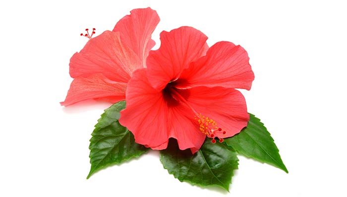 Top Amazing Hibiscus Oil Benefits