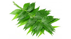 Amazing Beauty Benefits With Neem For Skin and Hair