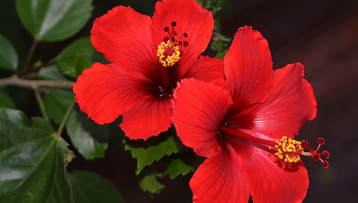 Hibiscus for Monsoon Hair Care