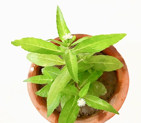 Top 5 Bhringraj Benefits For Hair - How to Use Bhringraj Powder for Hair Growth @MyBeautyNaturally Top 5 Bhringraj Benefits For Hair - How to Use Bhringraj Powder for Hair Growth @MyBeautyNaturally