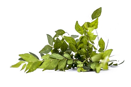 Curry Leaves to Prevent Hair Fall