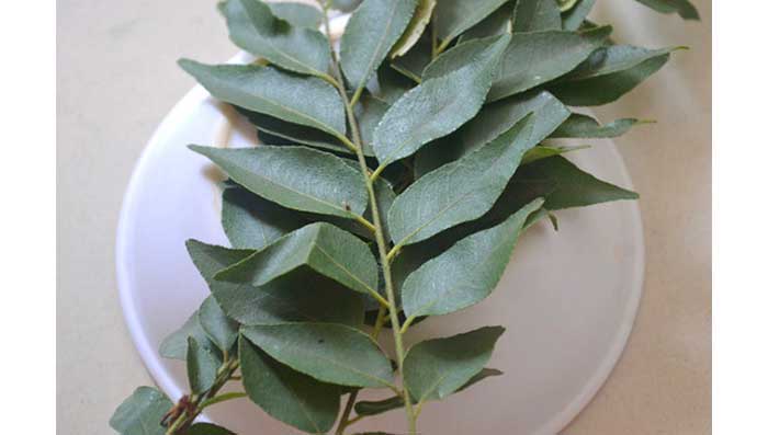 Curry Leaves for Hair Fall
