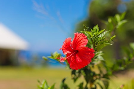 Brahmi and Hibiscus for Long Hair