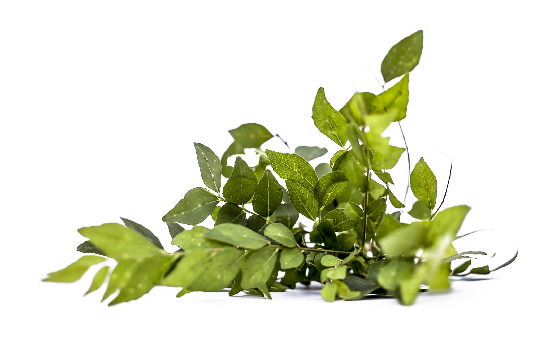 Hair care Tips know how to use curry leaves for hair growth in hindi सफद  और झडत बल क रकन क लए वरदन ह कर पतत जन कस कर इसतमल