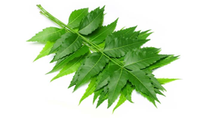 Neem to Cure Dandruff