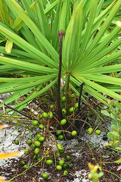 Saw Palmetto for Thyroid Hair Loss